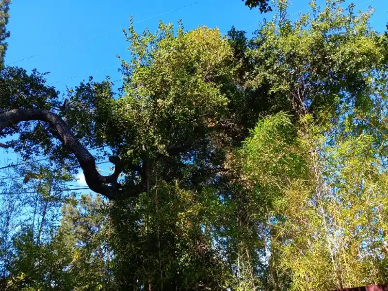 Reliable landscape services in Concord, CA Our landscape services at work in Concord, CA